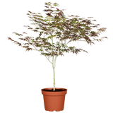 Acer palmatum 'Atropurpureum'; vorbereitet für Versand; herbstfärbung; Einsatzmöglichkeit z.B. : Solitärgehölz;;ab 56,00 Euro