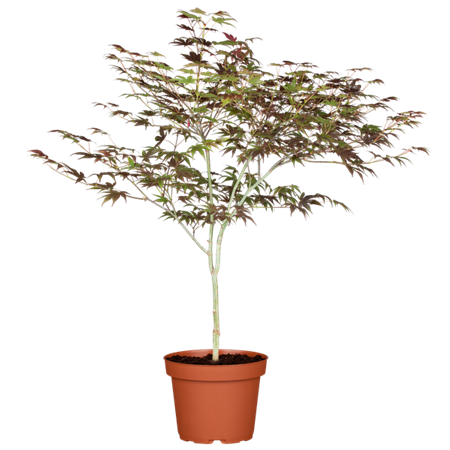 Acer palmatum 'Atropurpureum'; vorbereitet für Versand; herbstfärbung; Einsatzmöglichkeit z.B. : Solitärgehölz;;ab 56,00 Euro
