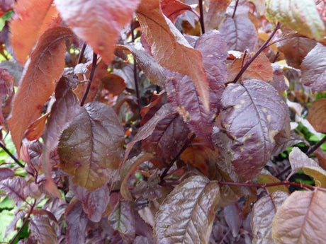 Prunus pissardii nigra; winterhart;;mit zeitnaher Lieferung