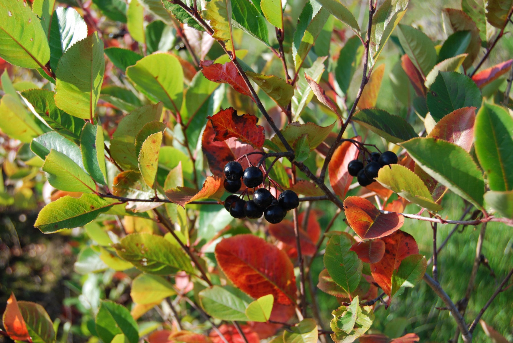 Aronia melanocarpa 'Serina' (Apfelbeere 'Serina')