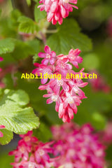 Genaues Foto für Ribes sanguineum 'Pulborough Scarlet' folgt; dieses ähnliche Bild dient der Illustration von Zierjohannisbeere 'Pulborough Scarlet'