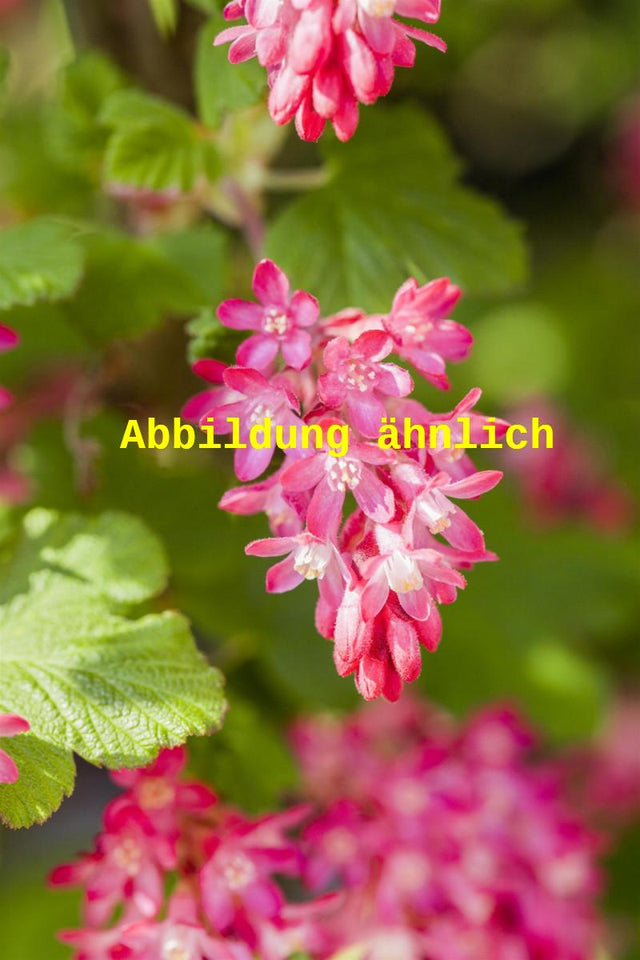Genaues Foto für Ribes sanguineum 'Pulborough Scarlet' folgt; dieses ähnliche Bild dient der Illustration von Zierjohannisbeere 'Pulborough Scarlet'