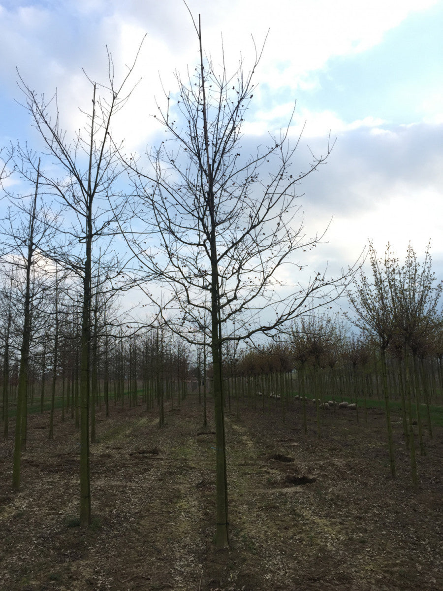 Stieleiche; hier mit Winterlaub; langlebig; Einsatzmöglichkeit z.B. : Solitärbaum;;Pflanzen vom Profi
