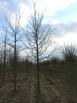 Stieleiche; hier mit Winterlaub; langlebig; Einsatzmöglichkeit z.B. : Solitärbaum;;Pflanzen vom Profi
