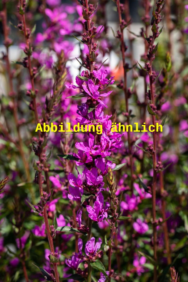 Lythrum virgatum 'Rose Queen' (Garten-Ruten-Weiderich)