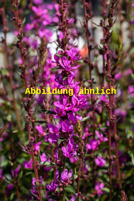 Genaues Foto für Lythrum virgatum 'Rose Queen' folgt; dieses ähnliche Bild dient der Illustration von Garten-Ruten-Weiderich