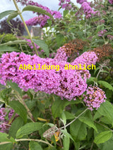 Genaues Foto für Buddleja 'Nike' folgt; dieses ähnliche Bild dient der Illustration von Sommerflieder 'Nike'