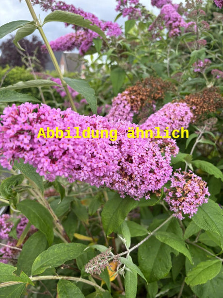 Genaues Foto für Buddleja 'Nike' folgt; dieses ähnliche Bild dient der Illustration von Sommerflieder 'Nike'