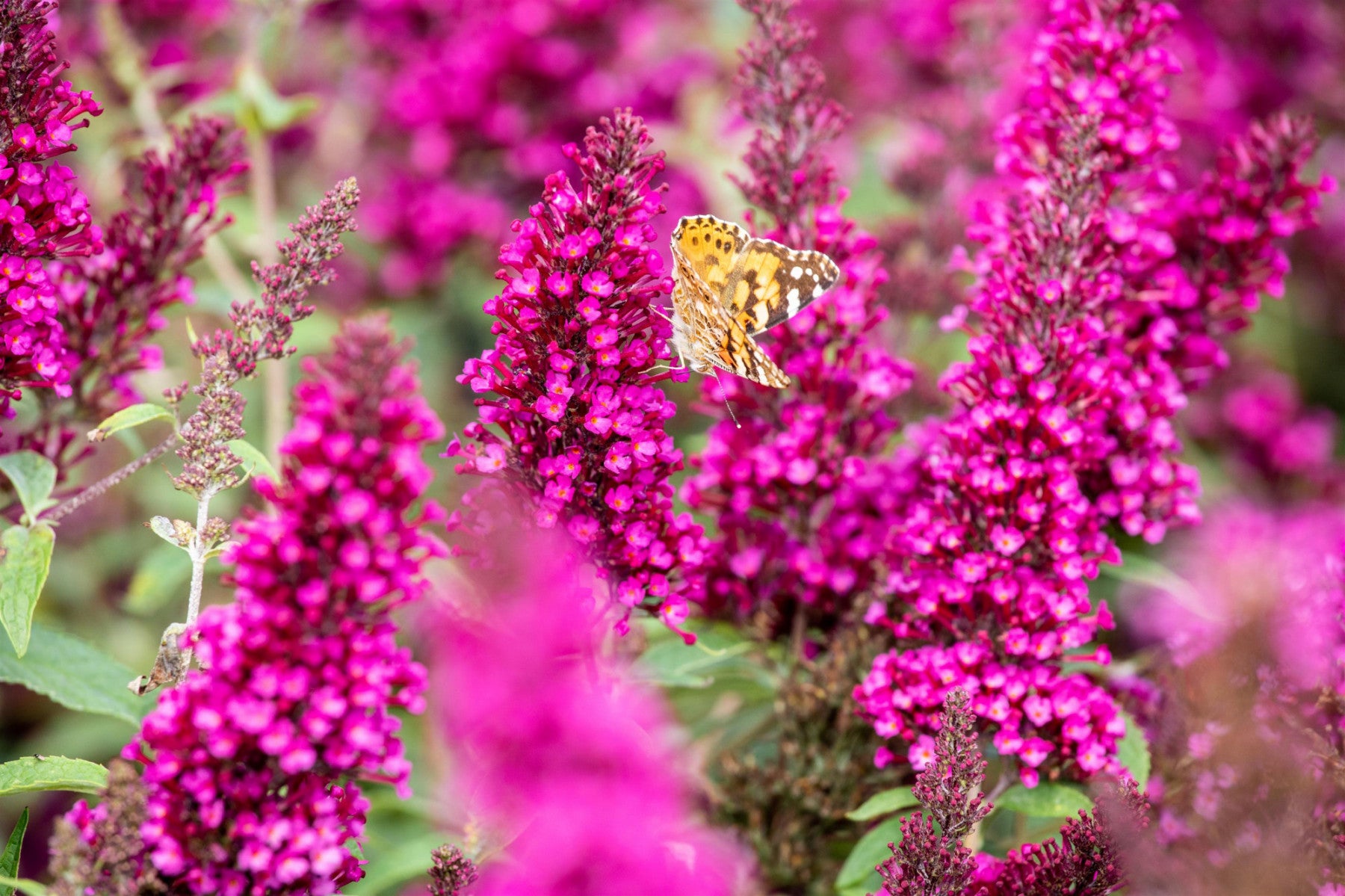 Buddleja 'Buzz Hot Raspberry' (Zwergsommerflieder)