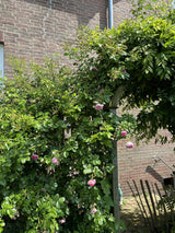 Kletterrose 'Jasmina' ADR-Rose; als Pflanze im Beet; duftende Blüten; Einsatzmöglichkeit z.B. : Pergolen; erhältlich als: Stämmchen;;hier kaufen