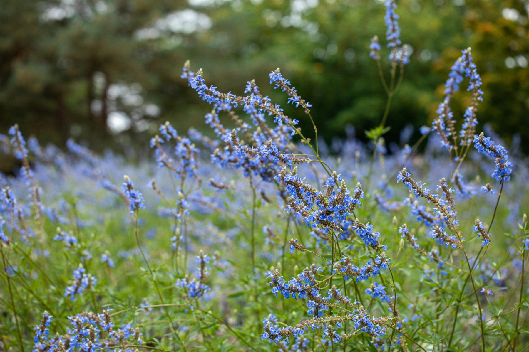 Salvia uliginosa (Moor-Salbei)