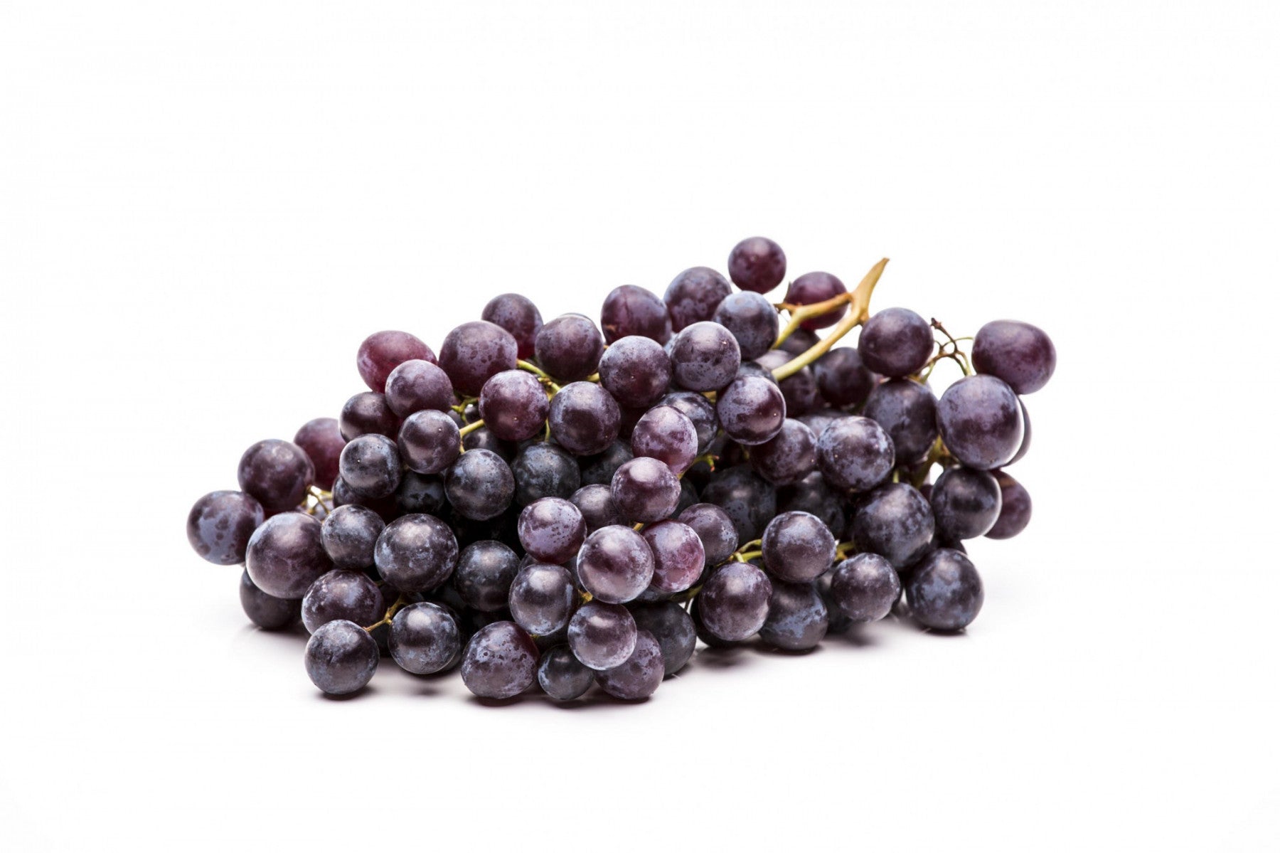 Vitis 'Blauer Spätburgunder' (Weintraube 'Blauer Spätburgunder' -S-)