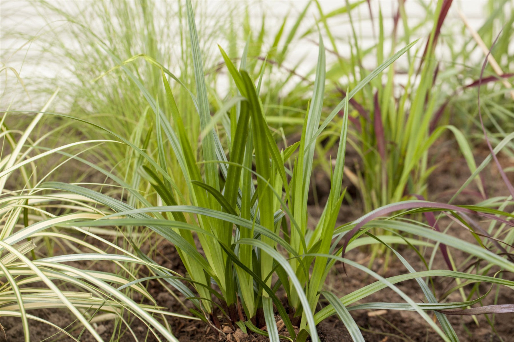 Carex plantaginea (Immergrüne Breitblatt-Segge)