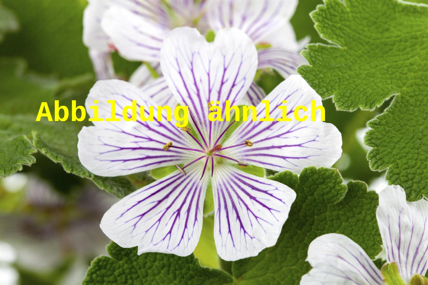 Geranium versicolor (Veränderlicher Storchschnabel)