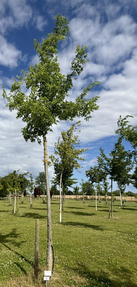 Celtis australis (Südlicher Zürgelbaum)