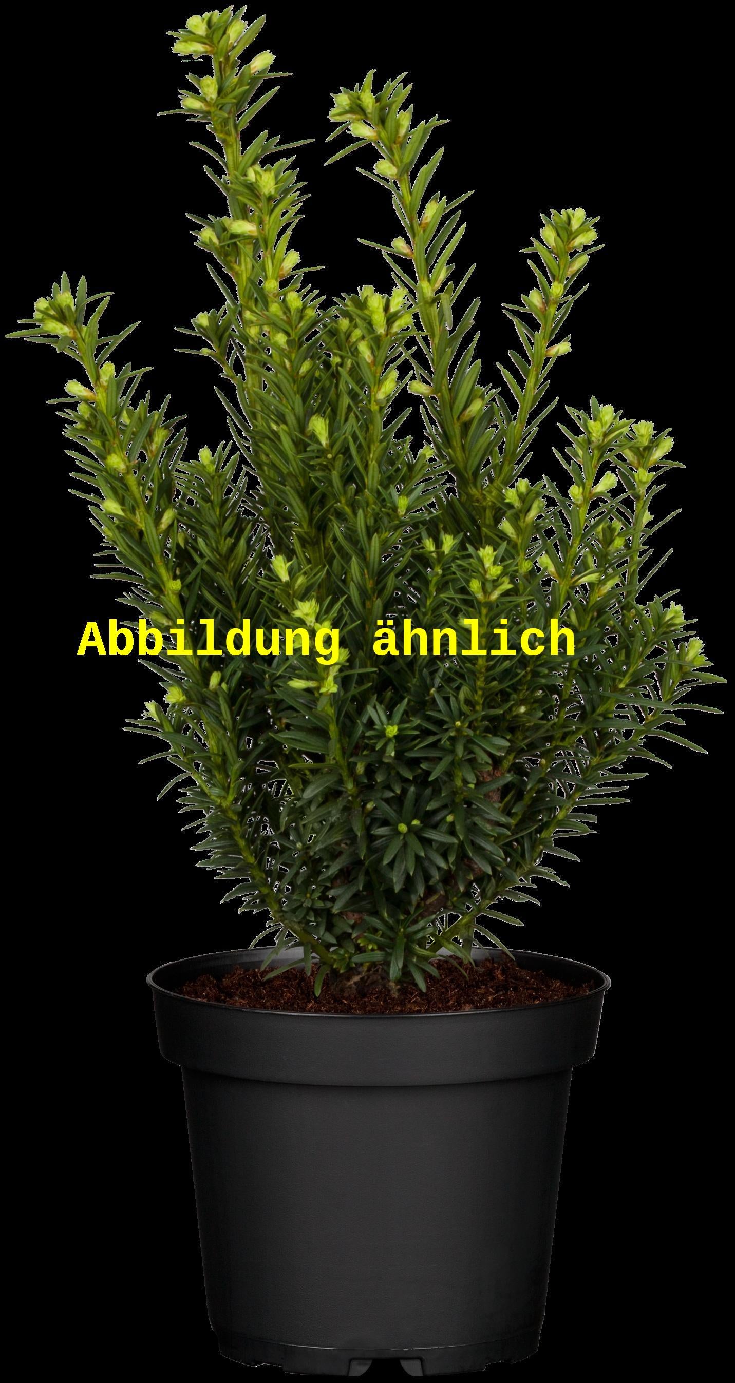 Taxus cuspidata (Japan. Eibe)