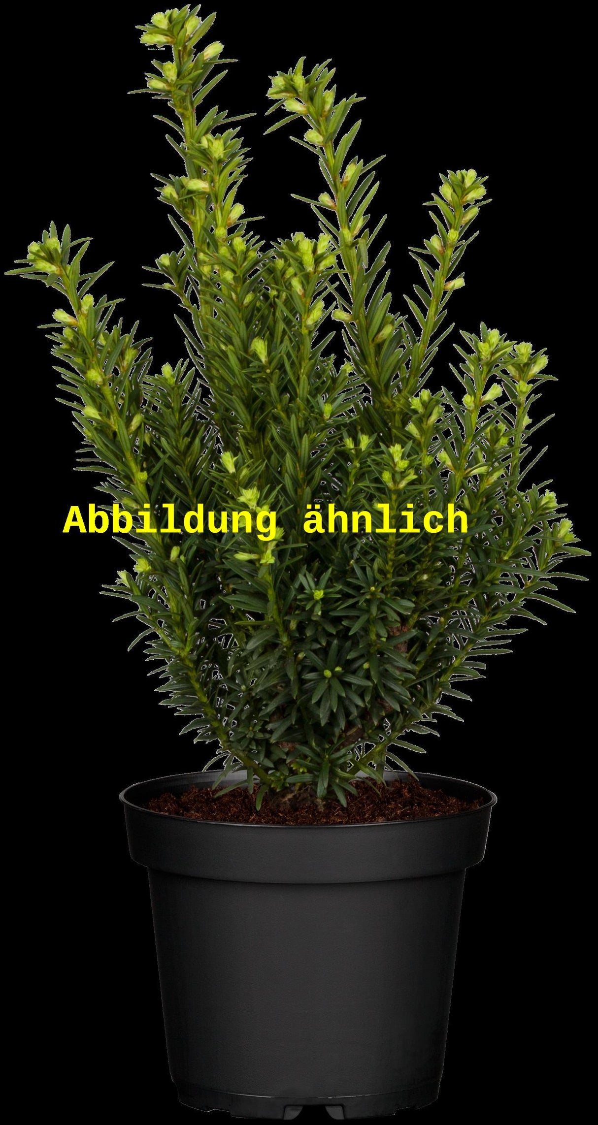 Genaues Foto für Taxus cuspidata folgt; dieses ähnliche Bild dient der Illustration von Japan. Eibe