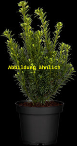 Genaues Foto für Taxus cuspidata folgt; dieses ähnliche Bild dient der Illustration von Japan. Eibe