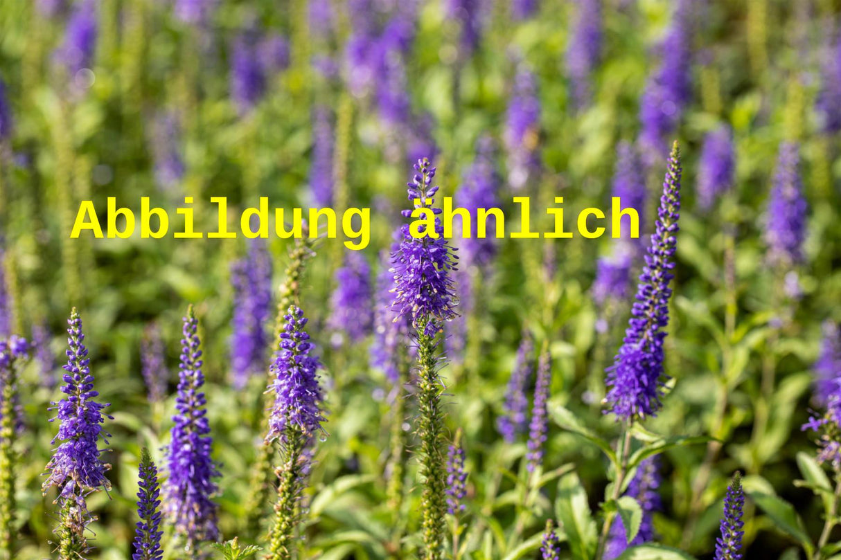 Genaues Foto für Veronica longifolia 'Marietta' folgt; dieses ähnliche Bild dient der Illustration von Langblättriger Ehrenpreis