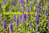 Genaues Foto für Veronica longifolia 'Marietta' folgt; dieses ähnliche Bild dient der Illustration von Langblättriger Ehrenpreis