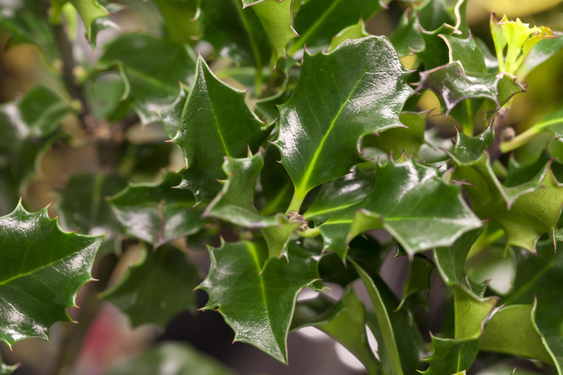Ilex meserveae 'Blue Angel' (Stechpalme 'Blue Angel' -R-)