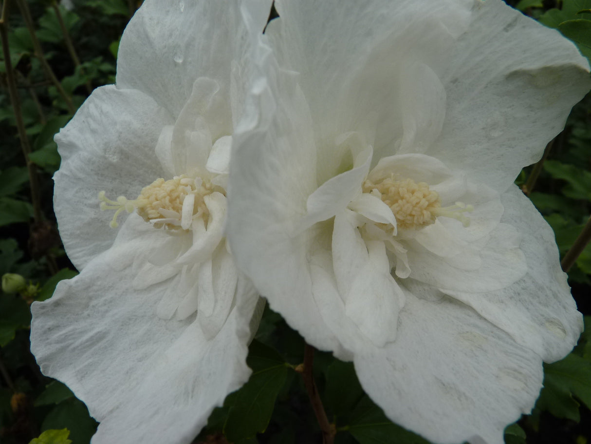 Garteneibisch 'White Chiffon'; hier mit Blüte; pflegeleicht; Einsatzmöglichkeit z.B. : Hecke; erhältlich von 40-60 bis 200-250 cm;;hier kaufen