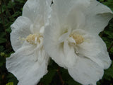 Garteneibisch 'White Chiffon'; hier mit Blüte; pflegeleicht; Einsatzmöglichkeit z.B. : Hecke; erhältlich von 40-60 bis 200-250 cm;;hier kaufen