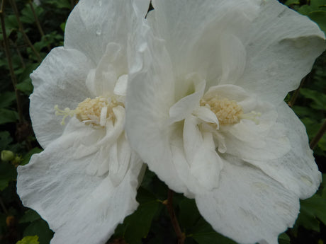 Garteneibisch 'White Chiffon'; hier mit Blüte; pflegeleicht; Einsatzmöglichkeit z.B. : Hecke; erhältlich von 40-60 bis 200-250 cm;;hier kaufen