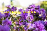 Genaues Foto für Rhododendron russatum 'Blaufeder' folgt; dieses ähnliche Bild dient der Illustration von Rhododendron russatum 'Blaufeder'
