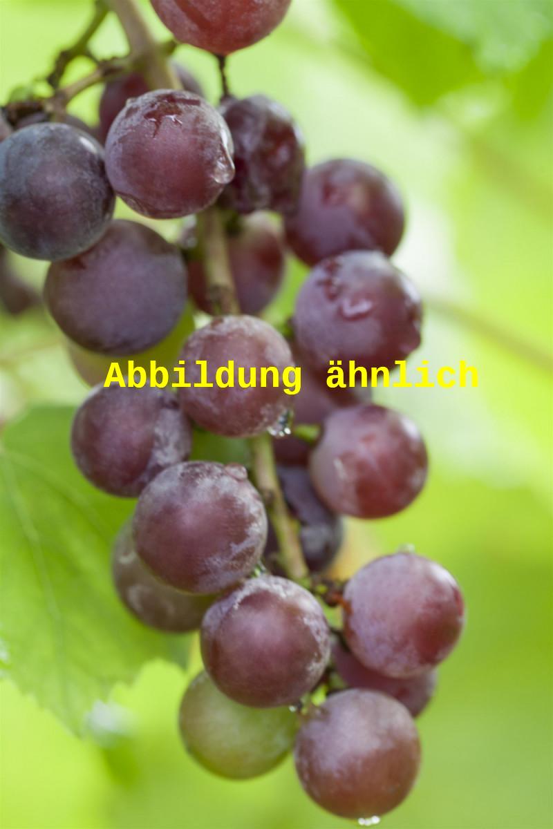 Genaues Foto für Vitis 'Leon Milot' folgt; dieses ähnliche Bild dient der Illustration von Weintraube 'Leon Milot'