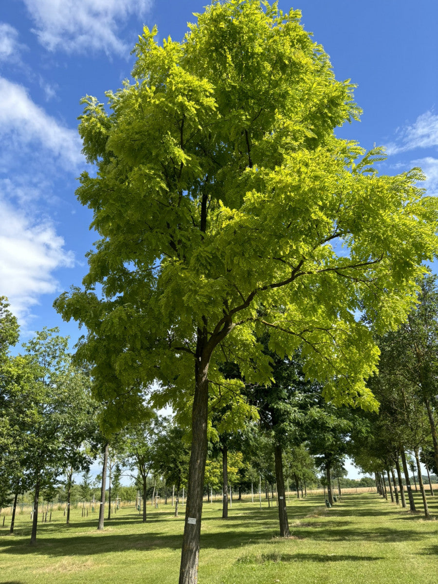 Robinia pseudoac. 'Frisia' (Goldakazie 'Frisia')