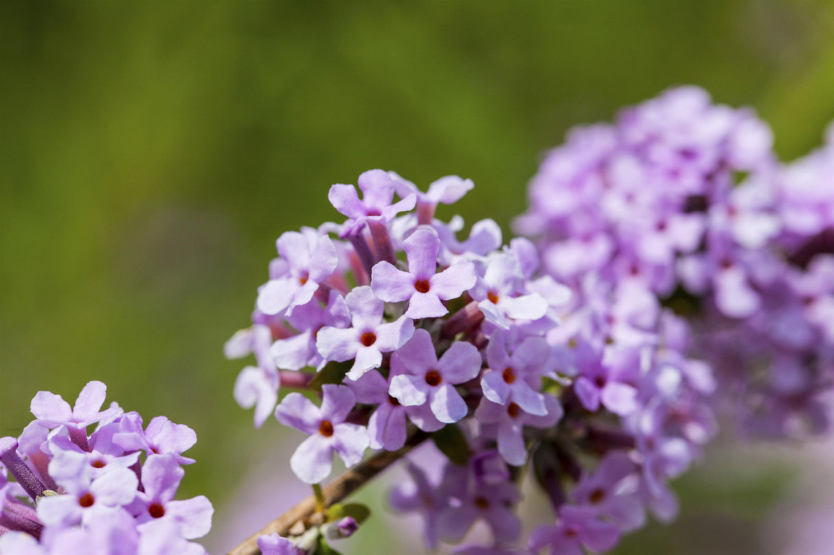Wechselblättriger Schmetterlingsstrauch; hier mit Blüte; winterhart; Einsatzmöglichkeit z.B. : Solitärgehölz;;günstig mit Qualität