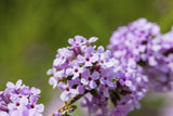 Wechselblättriger Schmetterlingsstrauch; hier mit Blüte; winterhart; Einsatzmöglichkeit z.B. : Solitärgehölz;;günstig mit Qualität