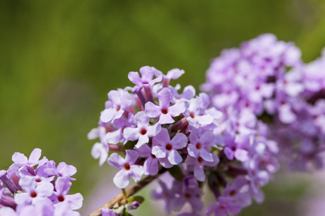 Wechselblättriger Schmetterlingsstrauch; hier mit Blüte; winterhart; Einsatzmöglichkeit z.B. : Solitärgehölz;;günstig mit Qualität