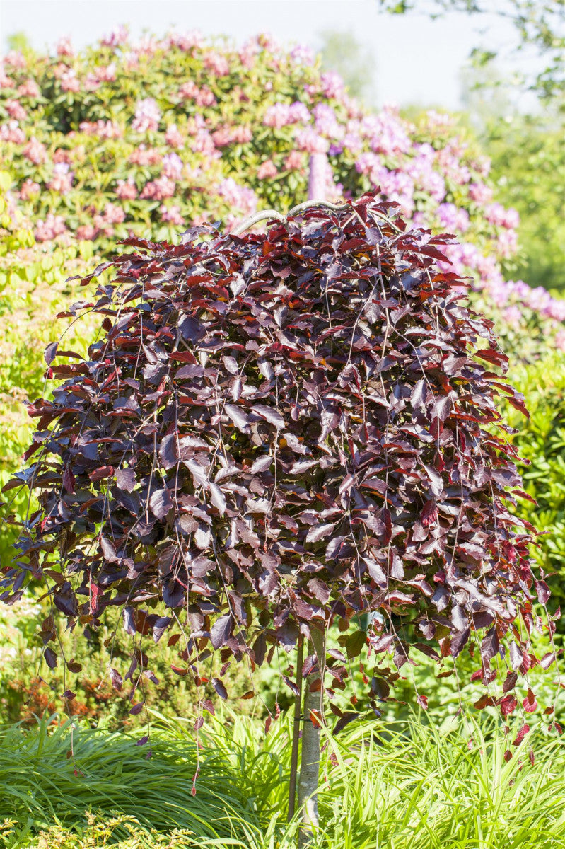 Synonym (alte Bezeichnung): Fagus sylvatica 'Atropurpurea Pendula'; anpassungsfähig;;mit zeitnaher Lieferung
