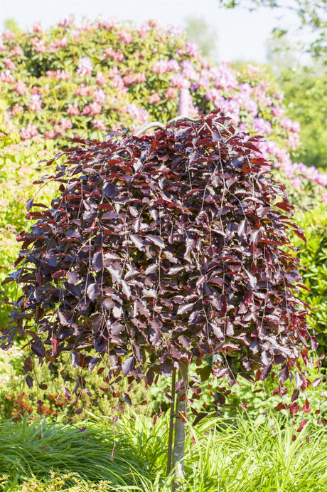 Synonym (alte Bezeichnung): Fagus sylvatica 'Atropurpurea Pendula'; anpassungsfähig;;mit zeitnaher Lieferung