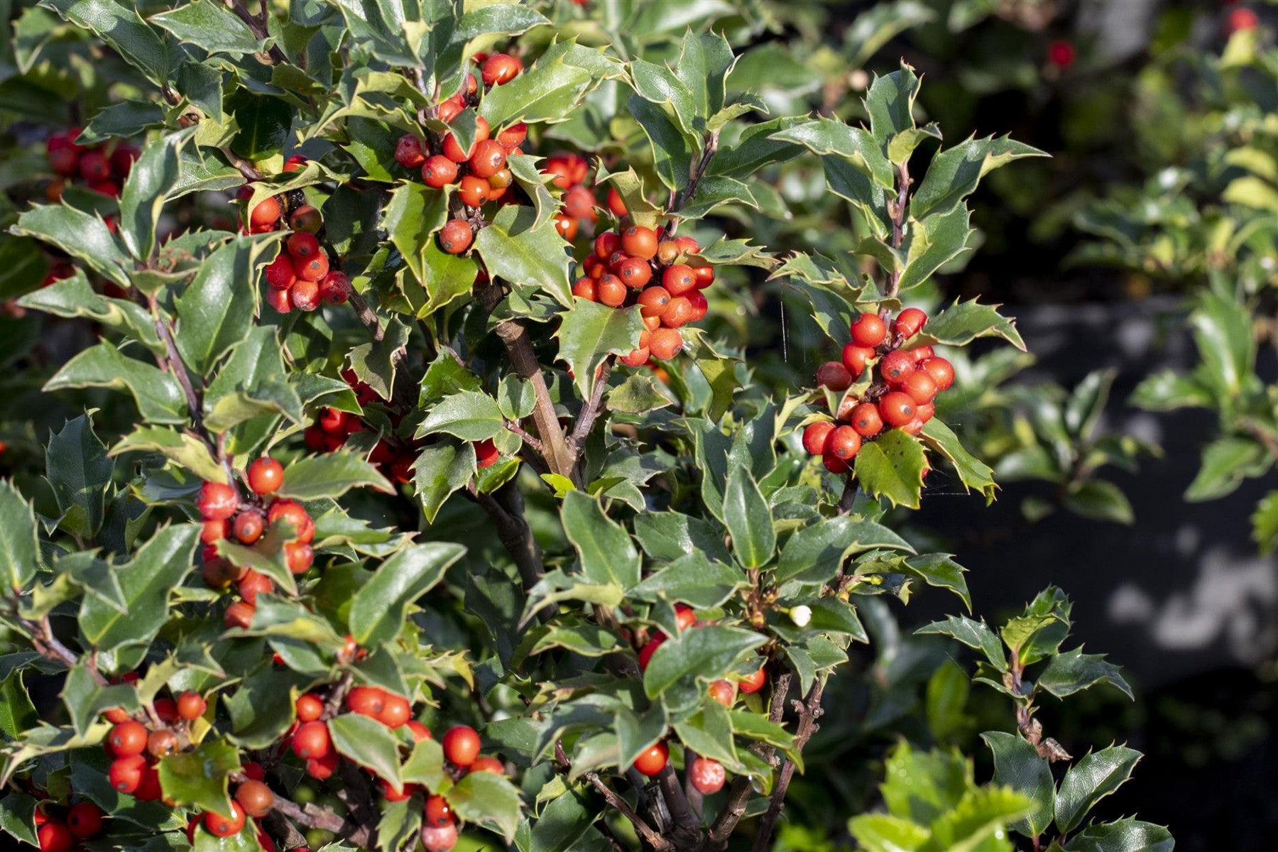 Ilex meserveae 'Heckenstar' (Stechpalme 'Heckenstar' -S-)