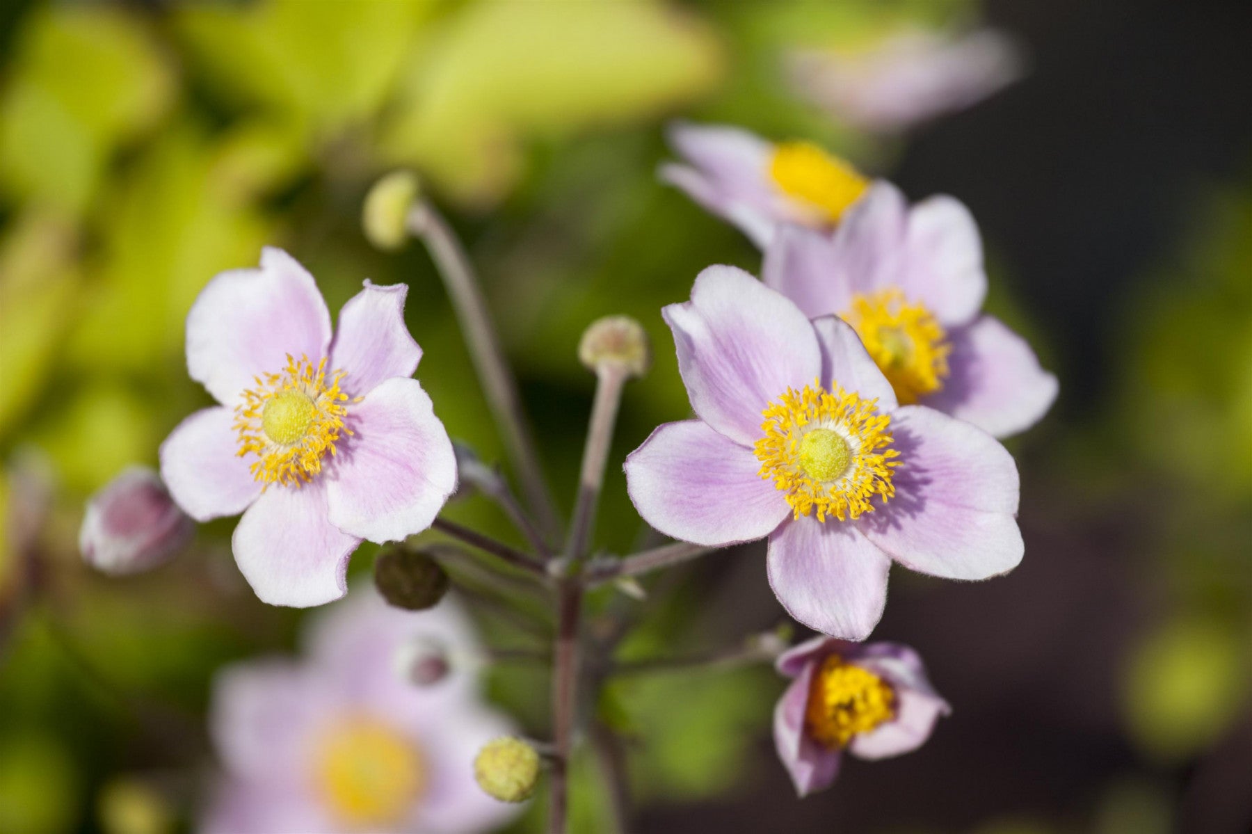 Anemone japonica 'Mont Rose' (Garten-Herbst-Anemone)