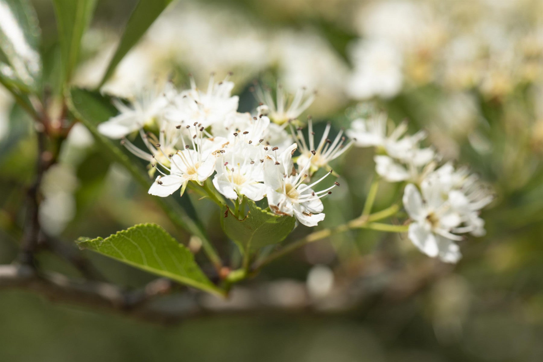 Crataegus crus-galli (Hahnendorn)