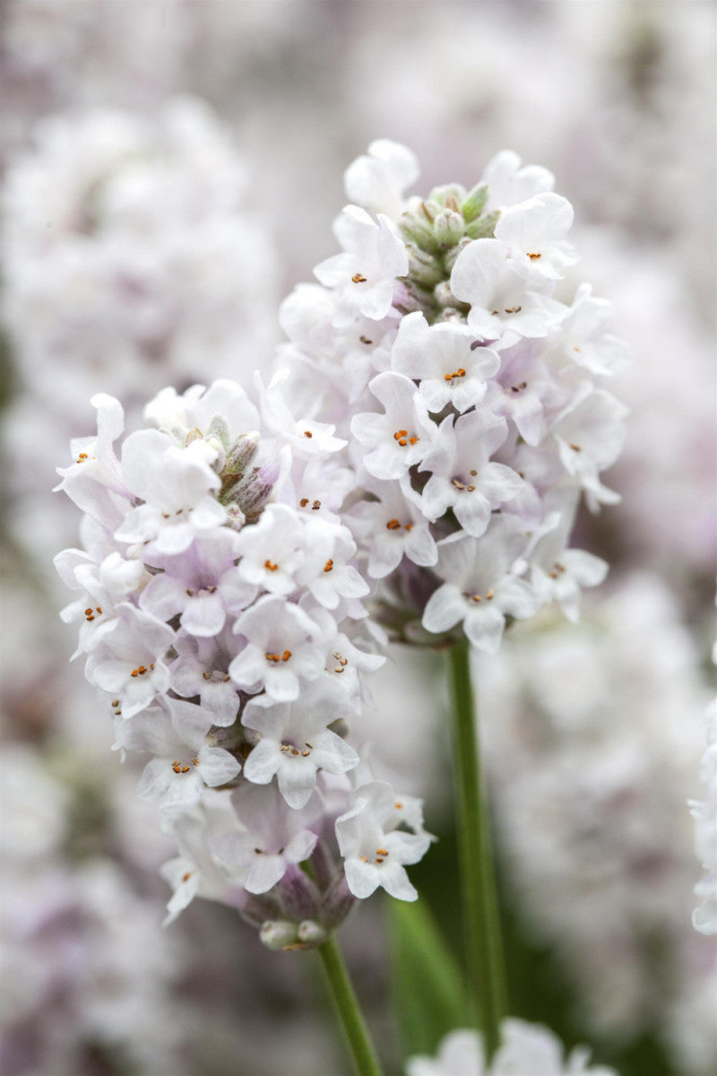 Lavandula angustifolia 'Alba' (Weißblühender Garten-Lavendel)