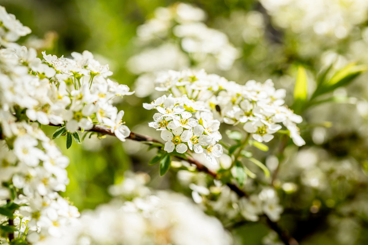 Weiße Rispenspiere; hier mit Blüte; robust; Einsatzmöglichkeit z.B. : Solitärgehölz; erhältlich von 40-60 bis 175-200 cm;;hier kaufen