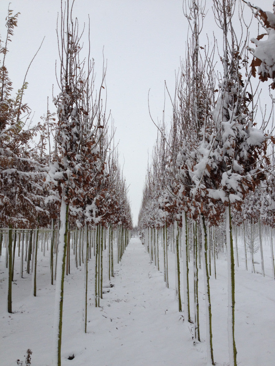 Säulen-Eiche; hier mit Winterlaub; robust; Einsatzmöglichkeit z.B. : Parks; erhältlich mit Stammumfang von 12-14 bis 20-25 cm;;günstig mit Qualität