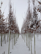 Säulen-Eiche; hier mit Winterlaub; robust; Einsatzmöglichkeit z.B. : Parks; erhältlich mit Stammumfang von 12-14 bis 20-25 cm;;günstig mit Qualität