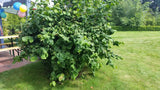 Corylus avellana 'Contorta'; dekorative Rinde;;günstig mit Qualität