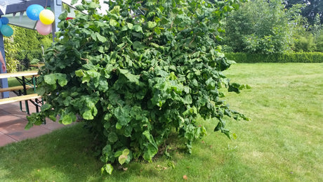 Corylus avellana 'Contorta'; dekorative Rinde;;günstig mit Qualität