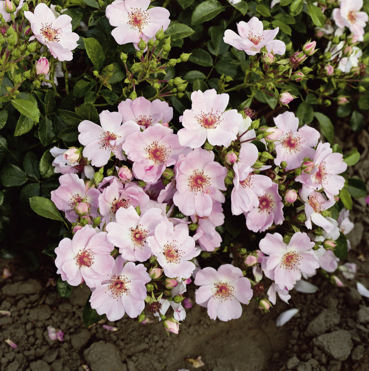 Rosa 'Sweet Haze' BDR (Bodend. Rose 'Sweet Haze' -R- ADR-Rose)