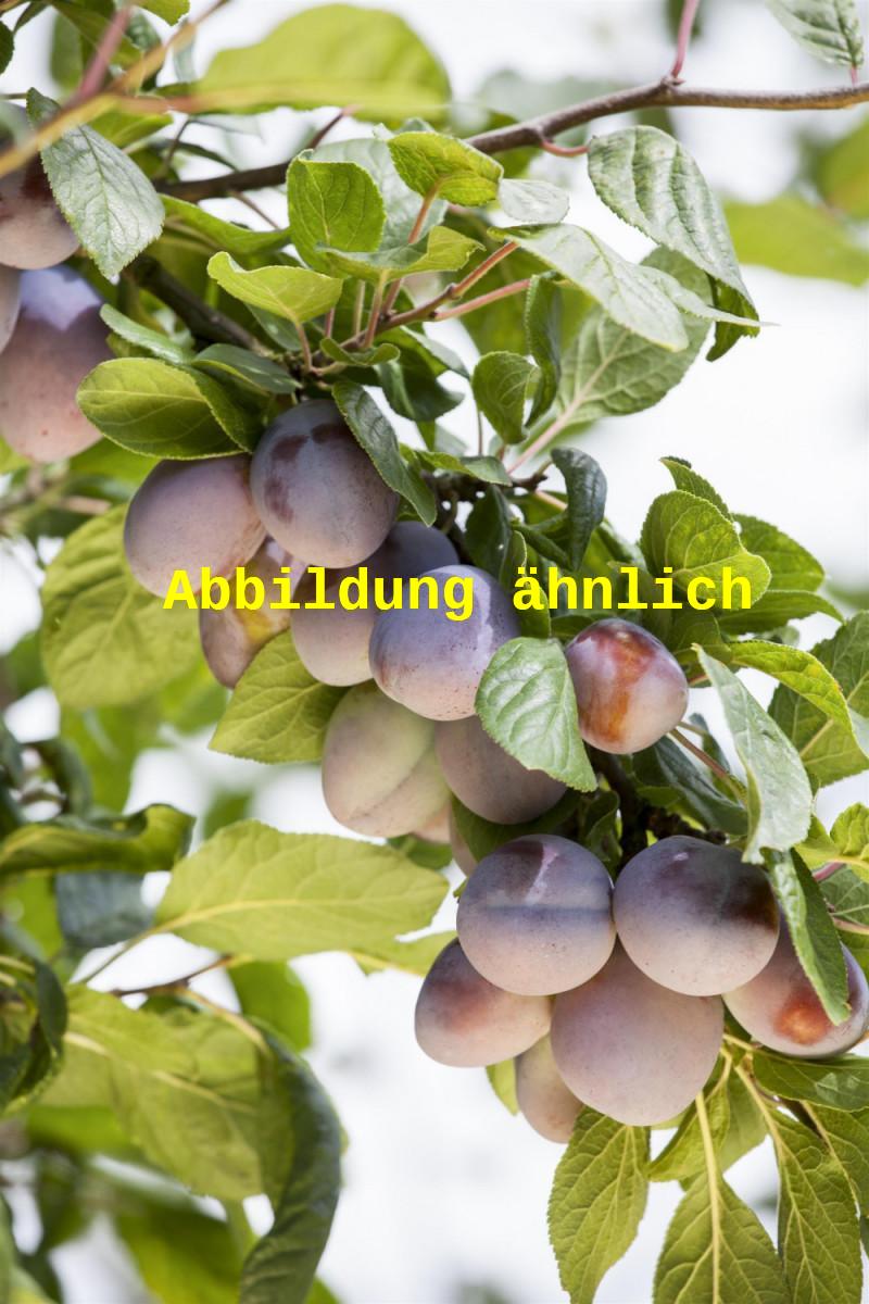 Genaues Foto für Prunus dom. 'Bühler Frühzwetsche' folgt; dieses ähnliche Bild dient der Illustration von Zwetsche 'Bühler Frühzwetsche' mittelfrüh