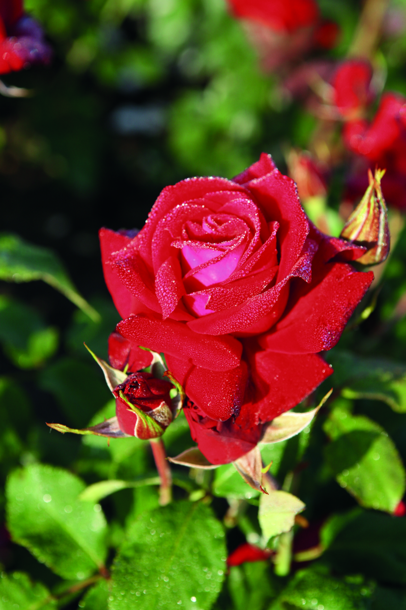 Rosa 'Lübecker Rotspon' BT (Beetrose 'Lübecker Rotspon' -R-)