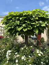 Kugel-Trompetenbaum 'Nana'; als Pflanze im Beet; schöne Blüten; Einsatzmöglichkeit z.B. : Stadtbaum; erhältlich von 270-330 bis 450-650 cm;;hier kaufen