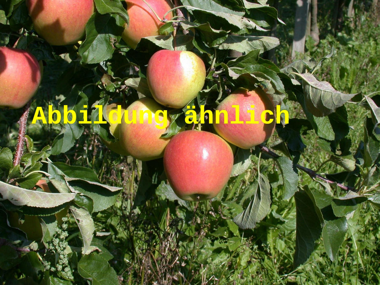 Genaues Foto für Malus 'Rewena' folgt; dieses ähnliche Bild dient der Illustration von Apfel 'Rewena' mittel